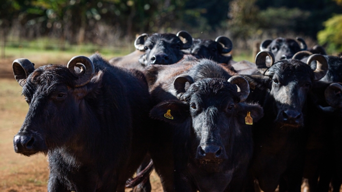 Marrocos interrompe importações de grãos para ração da Alemanha devido à febre aftosa
