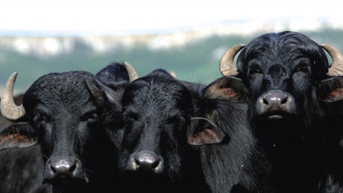 SIAVS multiproteínas: Setor de bubalinos confirma presença