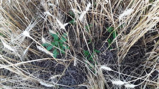 Chegada do período chuvoso, que marca o verão, exige atenção do pecuarista no manejo de plantas daninhas