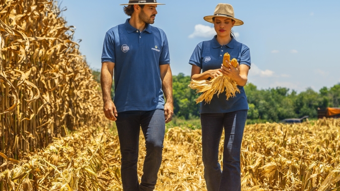Híbridos resistentes a nematoides surgem como solução para manter produtividade no milho
