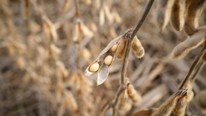 Soja abre semana com leves altas em Chicago e mantém foco sobre clima nos EUA e derivados