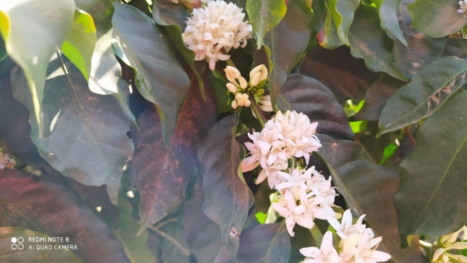 Tempo seco desafia floradas em cafezais de Minas Gerais