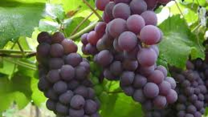 Viticultura cresce como alternativa de diversificação em Sertão Santana