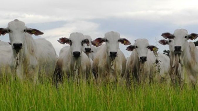 Boi/Cepea: Preço médio da carne bovina é o menor desde out/19