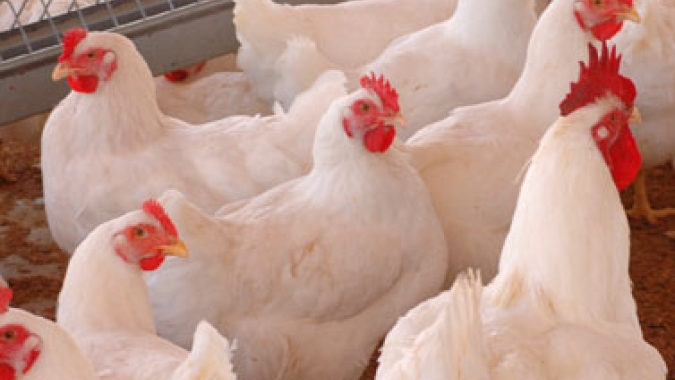 Frango: mercado sem muitas movimentações nesta quarta-feira (15), mas período tem preços melhores que em janeiro/19