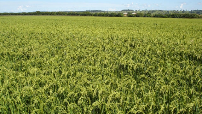 Plantio de arroz ultrapassa os 90% no Brasil, estima Conab; em MT, trabalhos superam os 55%