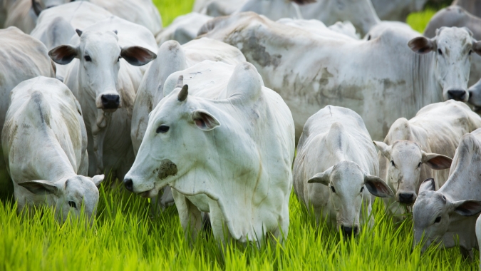 Preços da arroba do boi gordo e da vaca gorda apresentaram quedas no Mato Grosso