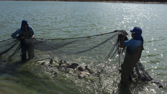 ABIPESCA emite nota sobre  impactos da tarifa de 50% imposta pelos Estados Unidos ao pescado brasileiro