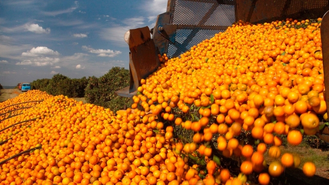 Apesar de bienalidade positiva, safra de laranja 21/22 terá aumento menor do que o esperado