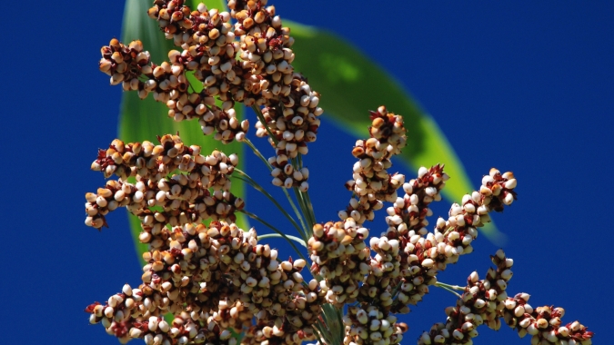 Produção de grãos de sorgo no Semiárido supera em quase duas vezes a média brasileira