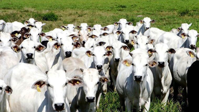 Pesquisa da Epagri visa reduzir emissão de gases do efeito estufa na pecuária catarinense
