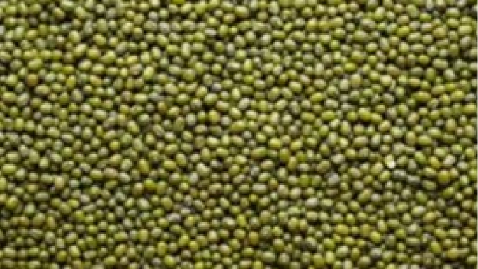 IAC apresenta seu primeiro feijão tipo exportação Mungo Verde
