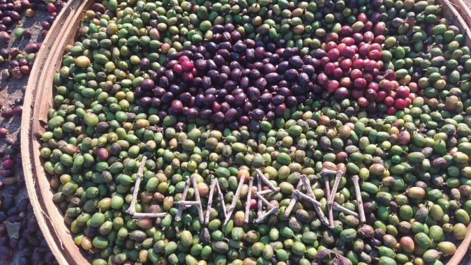 Cafezais da Alta Mogiana e sudoeste de MG terão perdas com geadas, dizem produtores