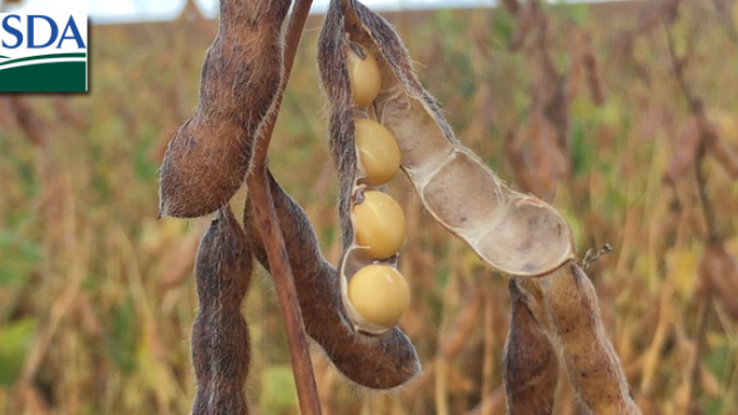 USDA reduz produção e estoques globais de soja e milho e traz novo aumento nas importações do cereal pela China
