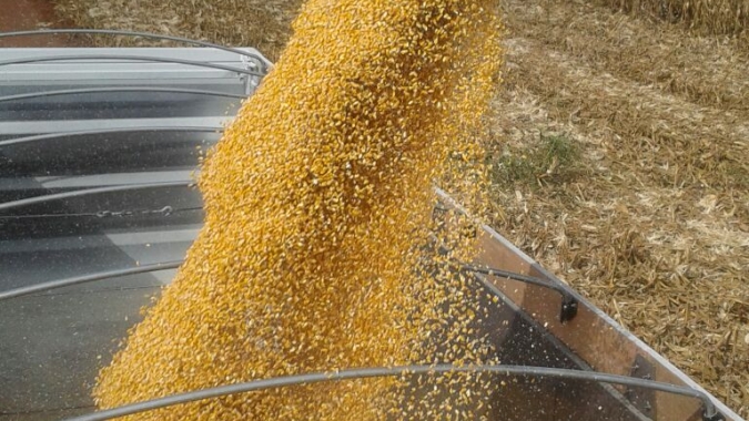 Ministério da Agricultura da Argentina reduz projeção de produção de milho em 10%