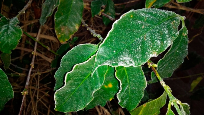 Recente onda de frio não causou danos nas lavouras de café, diz Minasul