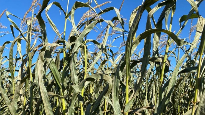 Corteva Agriscience apresenta soluções da Linha Cana que maximizam a produtividade do agricultor na COPLACAMPO 2022