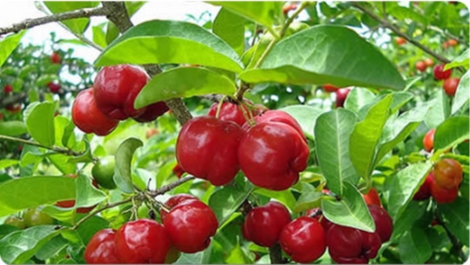 Hortifruti: Para a acerola, grande oportunidade está no processamento