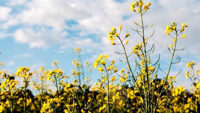 Strategie Grains vê recuperação nas safras de canola e girassol da UE no próximo ano