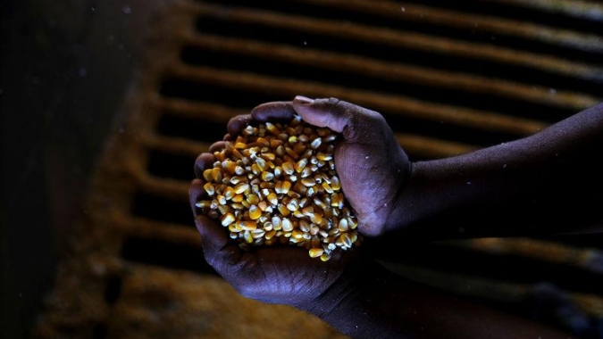 Milho: Chicago abre com pequenos ganhos em dia de relatório do USDA