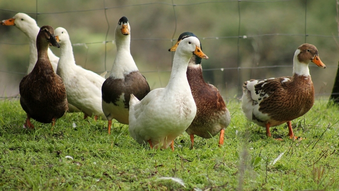 Holanda relata surto de gripe aviária entre patos em granja