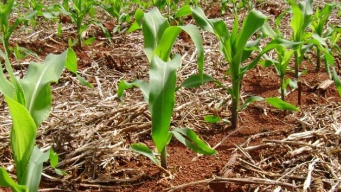 Mato Grosso vai plantar mais milho nesta safrinha