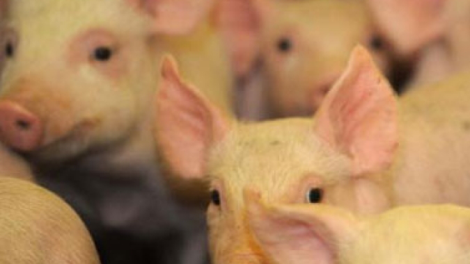 Segunda-feira (29) com queda no mercado de suínos; animal vivo em MG cedeu 4,30%