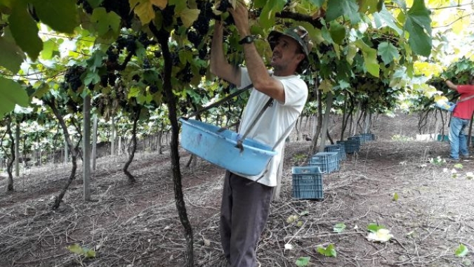 Safra de uva está com frutos de boa qualidade e colheita antecipada em SC