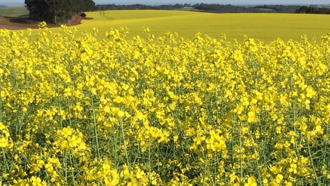 Zoneamento Agrícola de Risco Climático define novas regiões para cultivo de canola no Brasil