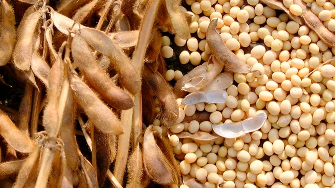 Soja/Cepea: Liquidez cresce no BR com a elevação do câmbio e do prêmio