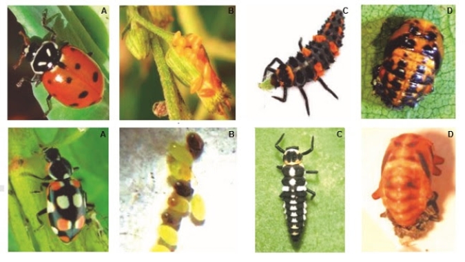 Embrapa publica guia para identificação de inimigos naturais de pragas em cultivos de hortaliças