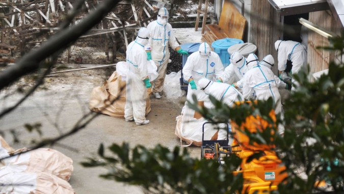 China detecta vírus da gripe aviária e manda sacrificar 17.828 aves