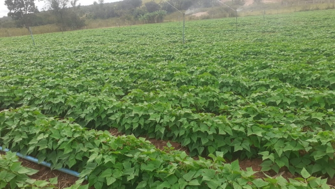 Epamig produz semente genética de feijão Ouro Vermelho