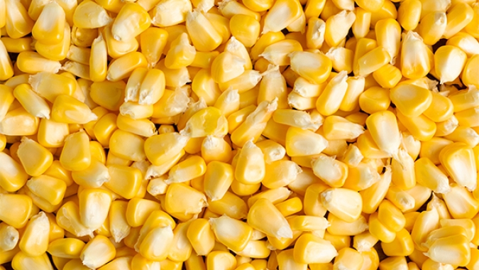 Abramilho se posiciona sobre liberação de importação de milho GMO dos Estados Unidos