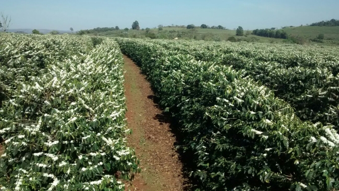 Mercado cafeeiro inicia 6ª feira (11) com baixas após chegada das chuvas no Brasil