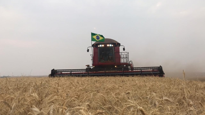 Rio Grande do Sul colhe 2% da área total cultivada com trigo
