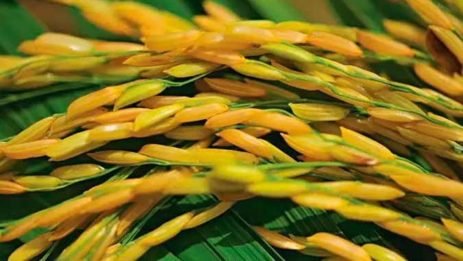 Arroz/Cepea: Mercado interno segue com baixa liquidez; importações avançam