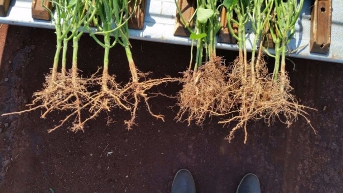 Fundação MS ensina que a cobertura do solo com palhada aumenta o enraizamento das plantas