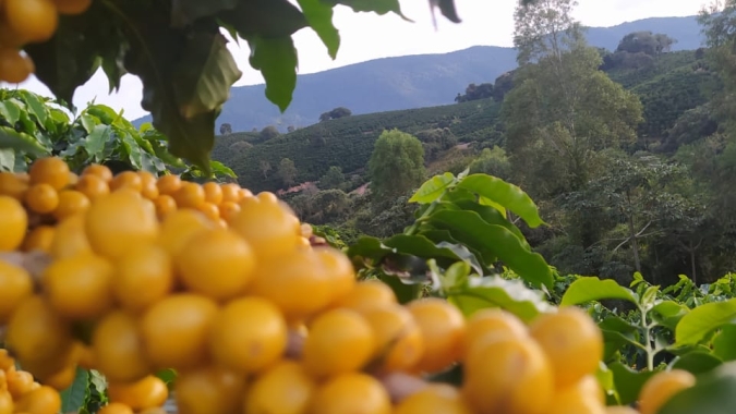 Safras reduz previsão para café do Brasil e vê colheita atrasada