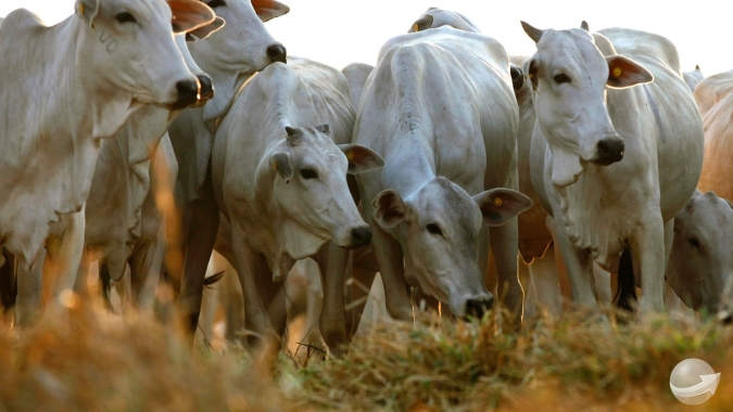 Agrobrazil: Média de negócios captados em São Paulo sobe para  R$ 319,36/@