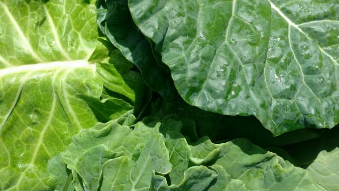 PR: Projeto incrementa cadeia de hortifrúti e amplia renda de agricultores