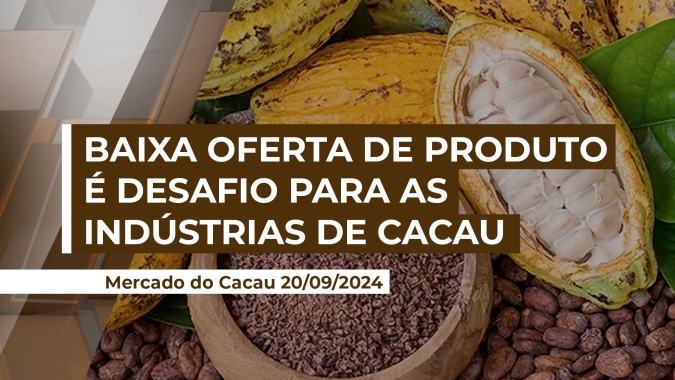 Clima, doenças e problemas internacionais impactam no recebimento de cacau pelas indústrias
