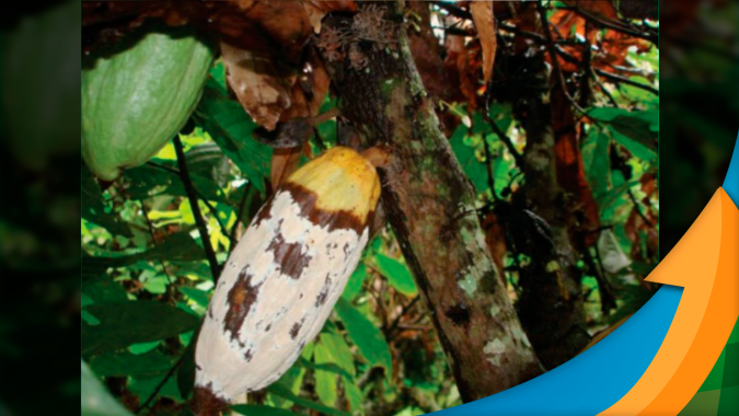 Vassoura-de-bruxa reduziu produção de cacau durante décadas, mas ciência gerou soluções para impedir alta no preço do chocolate
