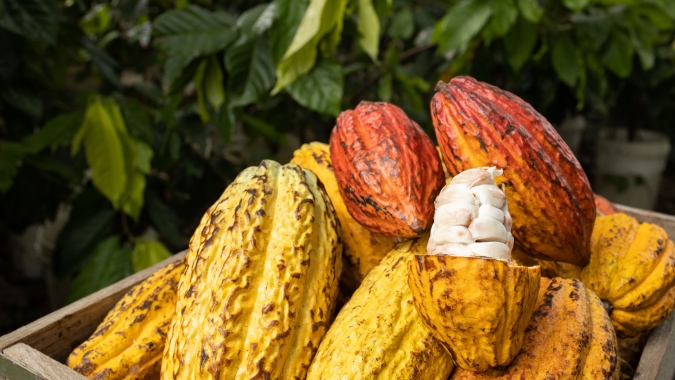 Crise na alta do cacau? Indústria de chocolate fino agora tem dificuldade em encontrar derivados