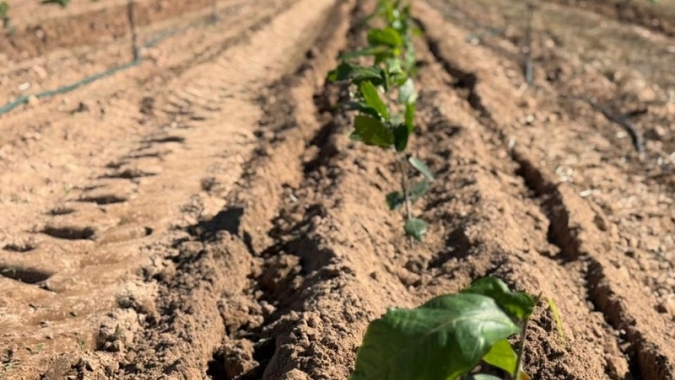 Cacau de Rondônia se consolida como nova fronteira produtiva e atrai estudos em irrigação de precisão