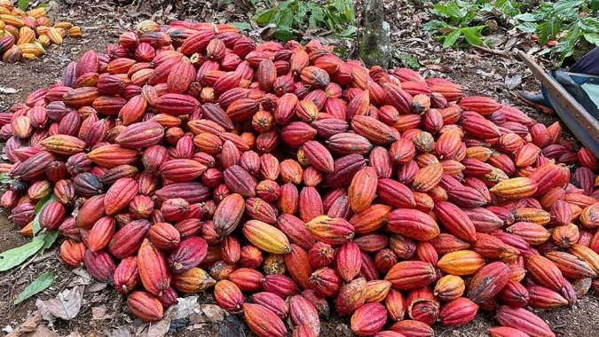 Cacau estende ganhos e avança mais de 1%: Preocupação com oferta global sustenta cotações