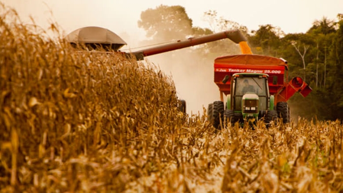 Deral indica volta da colheita de milho no Paraná e queda das produtividades