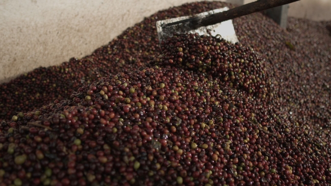 Café/Cepea: Preços oscilam com força em novembro, mas dentro de patamar do mês anterior