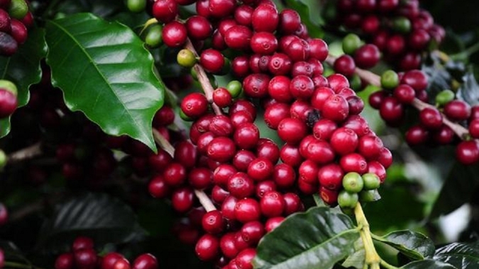Preocupação com oferta persiste e café se mantém no positivo nesta 5ª feira
