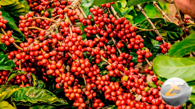 Queda no estoque de café certificado na ICE: Consultoria explica dinâmica atual do mercado, ainda muito volátil e se volume pode zerar